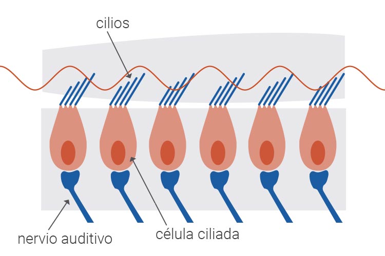 célula ciliada sana