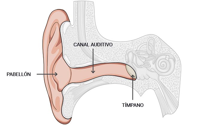 Oído externo
