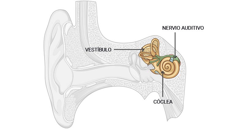 El oído interno transmite el sonido recibido al cerebro en forma de señales nerviosas