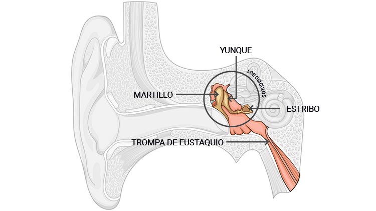 El oído medio capta el sonido transmitido por el tímpano para amplificarlo y transmitirlo al oído interno