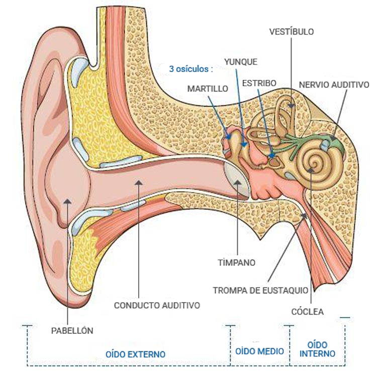 Partes del oído - La estructura externa e interna del oído