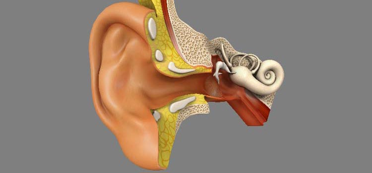 Partes del oído - Funcionamiento del oído humano