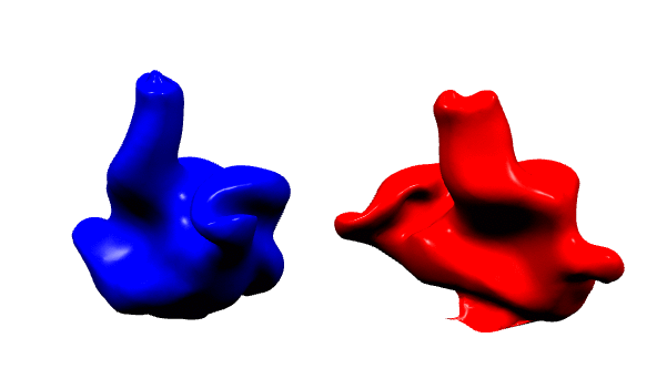 Resultado 3D de la toma de impresión de oído por su técnico de Cotral