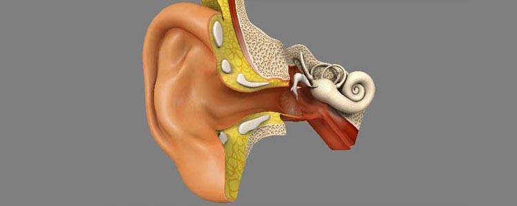 ¿Cómo funciona el oído?